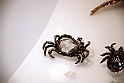 Gioielli Fantasia_100